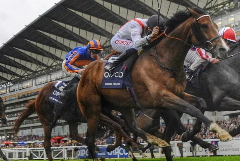 QIPCO-British-Champions-Day-Banner-1